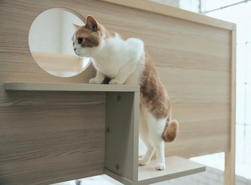 bac-thang-giuong-bed-with-cat-step